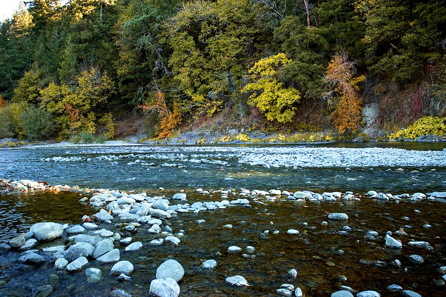 Sungai Chetco, Oregon, pohon-pohon hijau di dekat sungai, air, keindahan di alam, pohon, tanaman, ketenangan, hari, alam