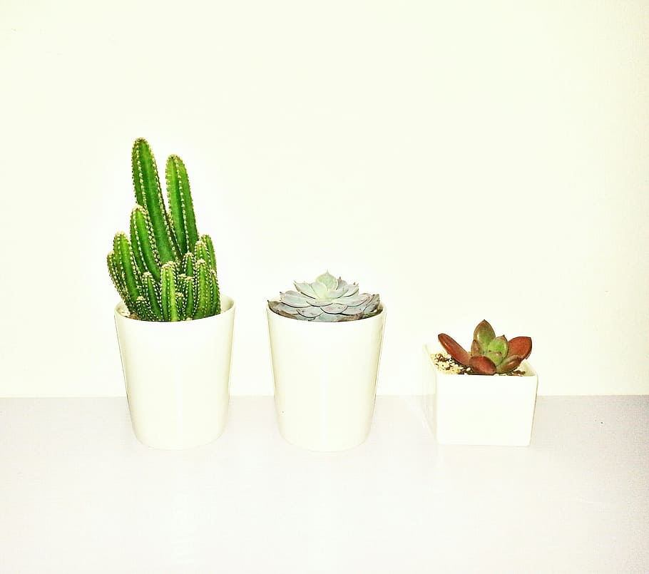 verde, cactus, blanco, maceta, al lado, suculento, siguiente, rojo, planta de hoja, hoja roja