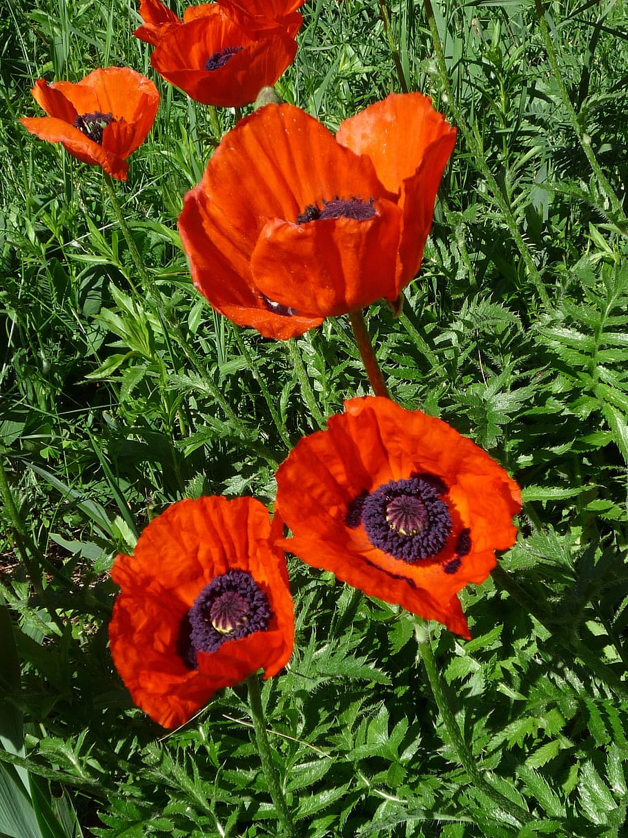 Мак Papaver