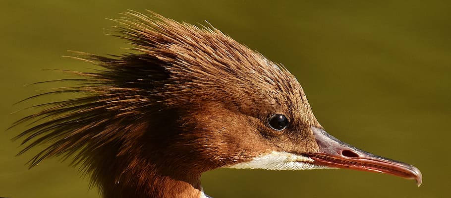 long-beak brown bird, merganser, mergus merganser, duck bird, duck, males, drake, water bird, animal, water