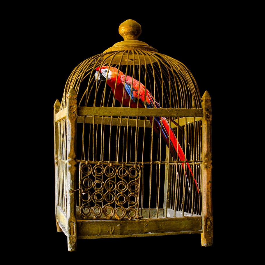animals, parrot, cage, imprisoned, dom, exotic, golden cage, birdcage, black background, studio shot