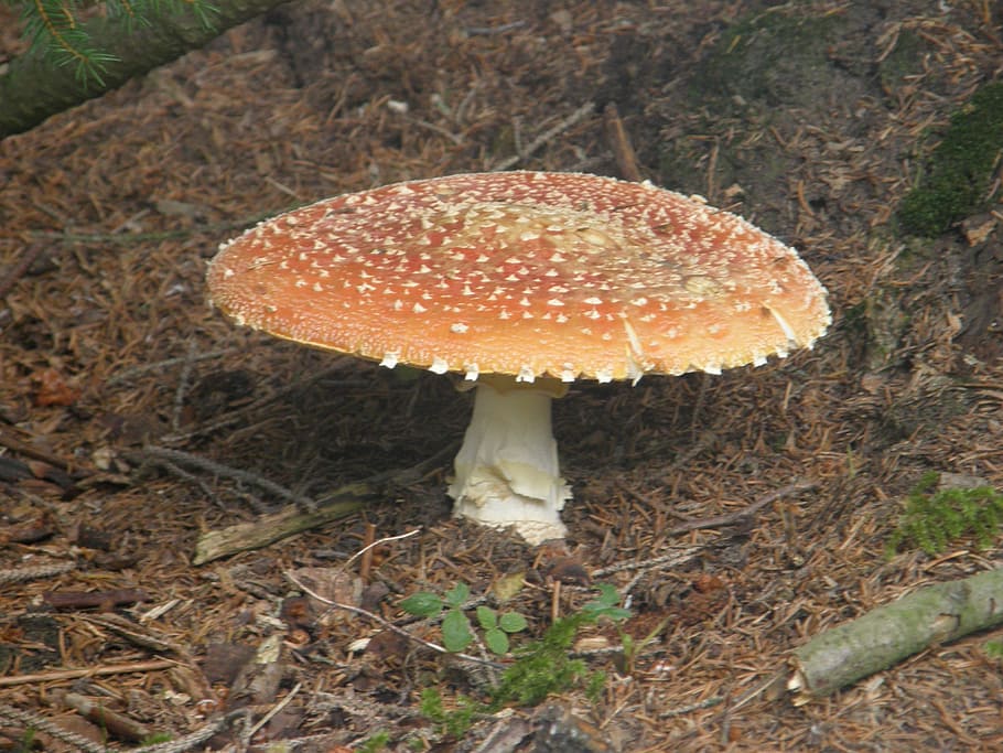 Mushrooms, Amanita Muscaria, amanitas, mushroom, fungus, growth, nature, outdoors, day, vegetable