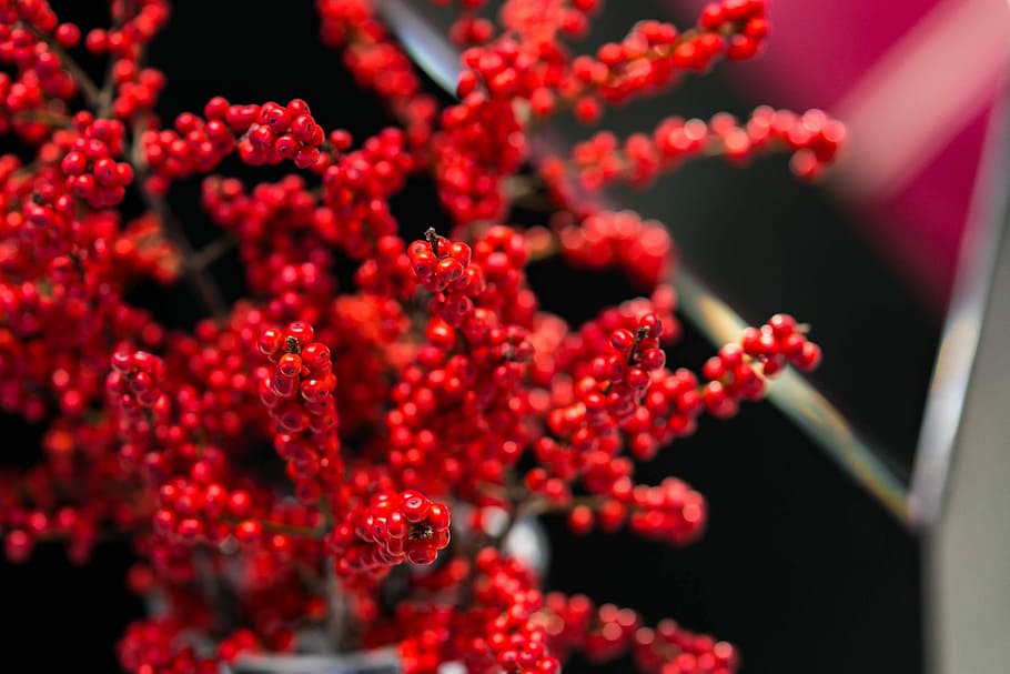 merah, rowan, hitam-putih, pot, blackandwhite, ranting, beri, close-up, alam, bunga