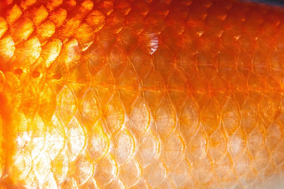 orange fish scales, scale, fish scales, goldfish, freshwater fish, karpfenfisch, cyprinidae, gold, orange, white