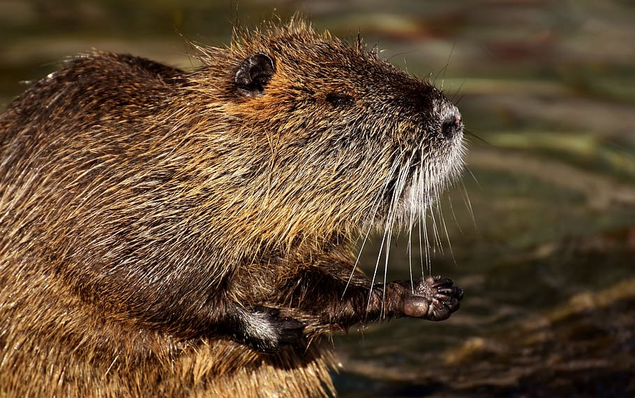 brown, beaver, body, water, nutria, water rat, splashing, animal world, animal, nature