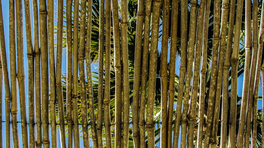 wattle, stubble, ceiling, kiosk, hotel, growth, plant, beauty in nature, backgrounds, bamboo