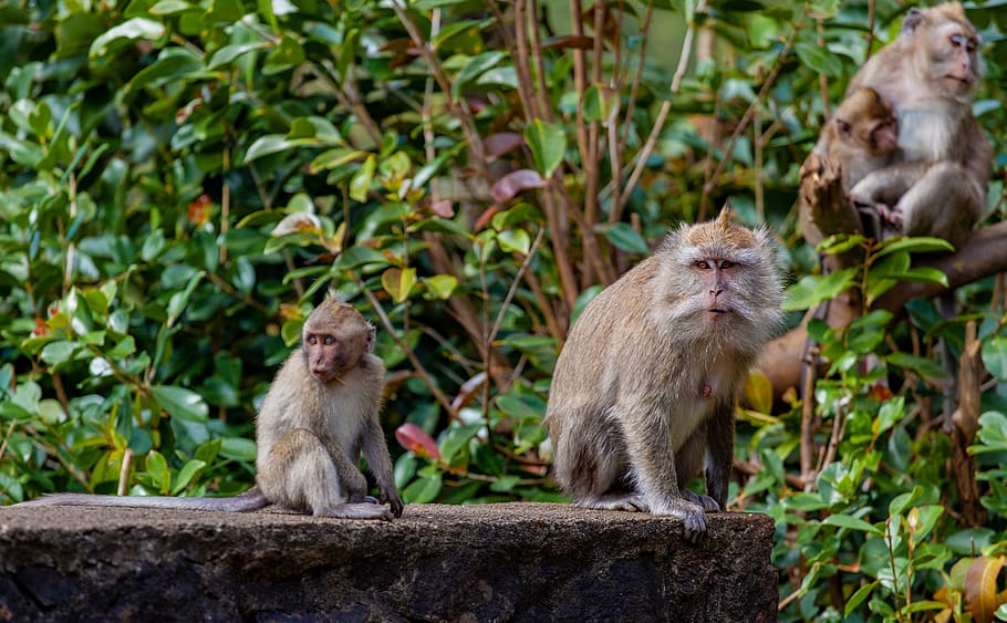 long tailed macaque, macaque, ape, monkey, jungle, tree, primate, mammal, wildlife, wild