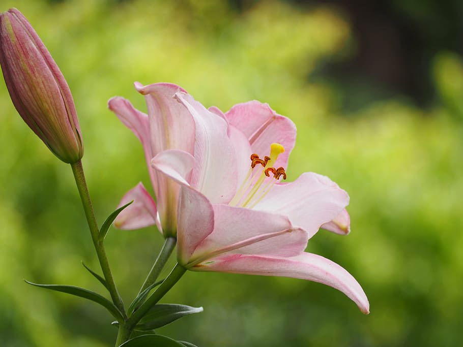 selective, focus photography, pink, lilies, bloom, lily, flowers, liliaceae, early summer flowers, plant