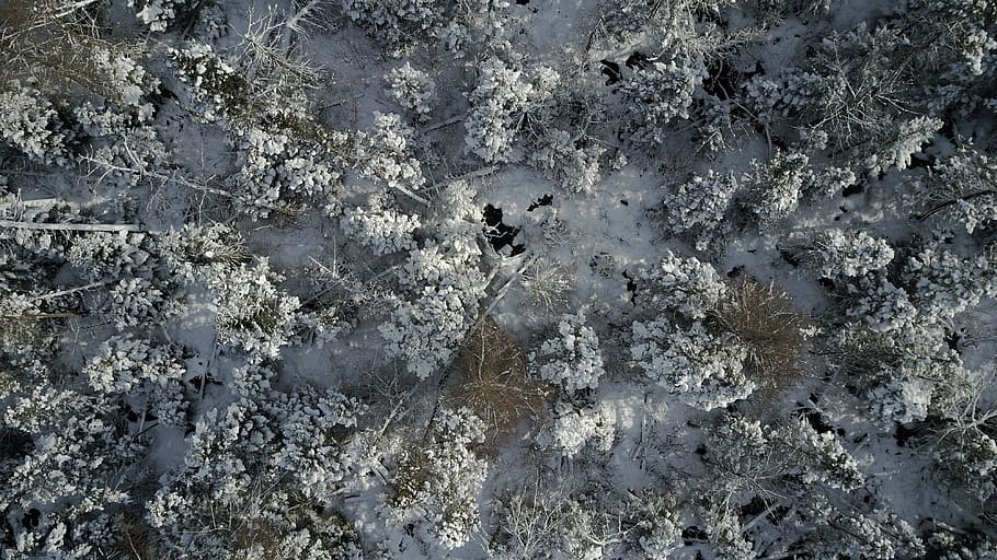 forrest, winter, drone, uav, snow, full frame, backgrounds, nature, textured, day