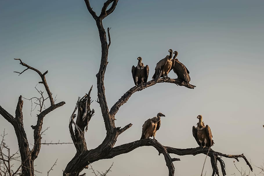 group, vulture, leafless tree, vultures, sunset, watching, wildlife, outdoors, highway, condor