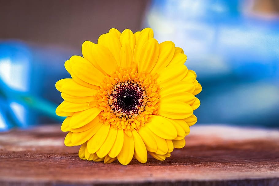 gerbera, yellow, yellow flower, schnittblume, close, wood - Material, nature, flower, daisy, gerbera Daisy