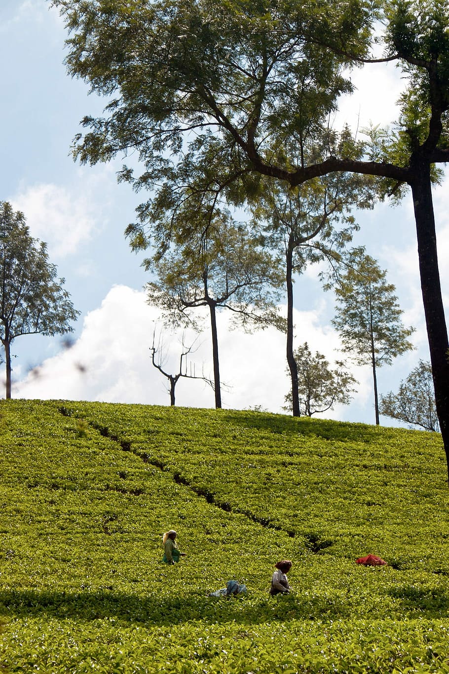 Tee, plantación de té, India, plantación, terrazas de cultivo, cosecha de té, montañas, nubes, naturaleza, paisaje