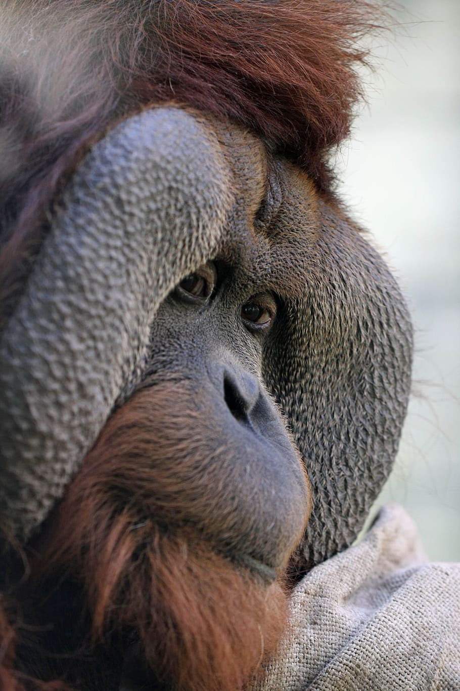 shallow, focus photography, chimpanzee, orang utan, ape, zoo osnabrück, bushman, primate, one animal, animal wildlife
