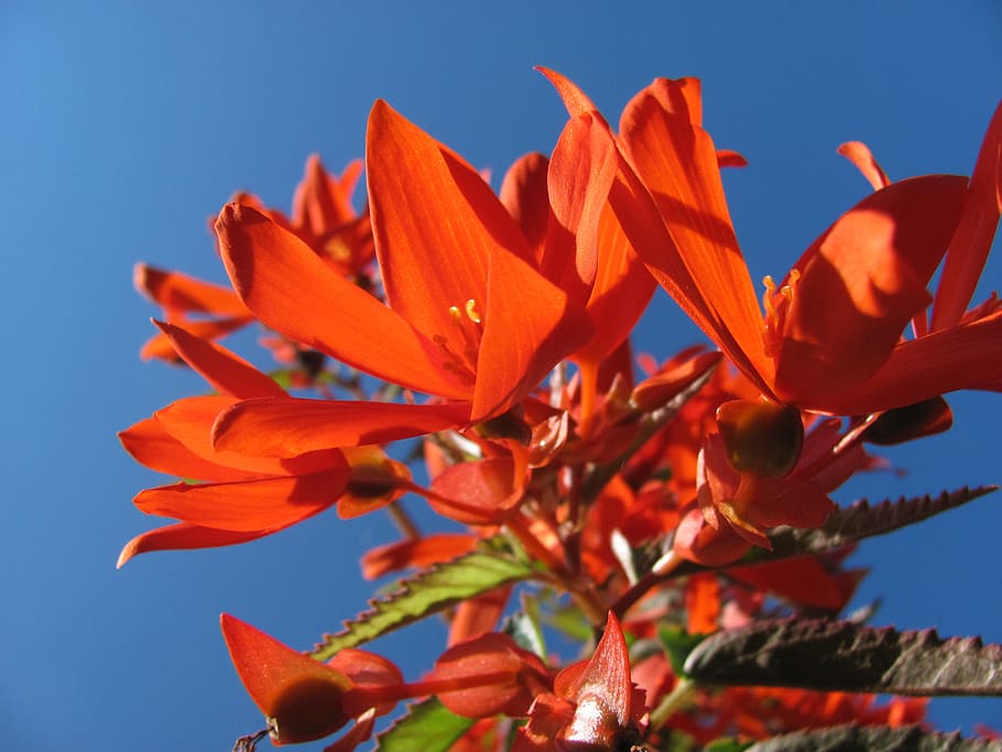 Begonia, Flor, Bloom, planta ornamental, brillante, flores, lengua de dragón, colorido, planta de balcón, planta colgante
