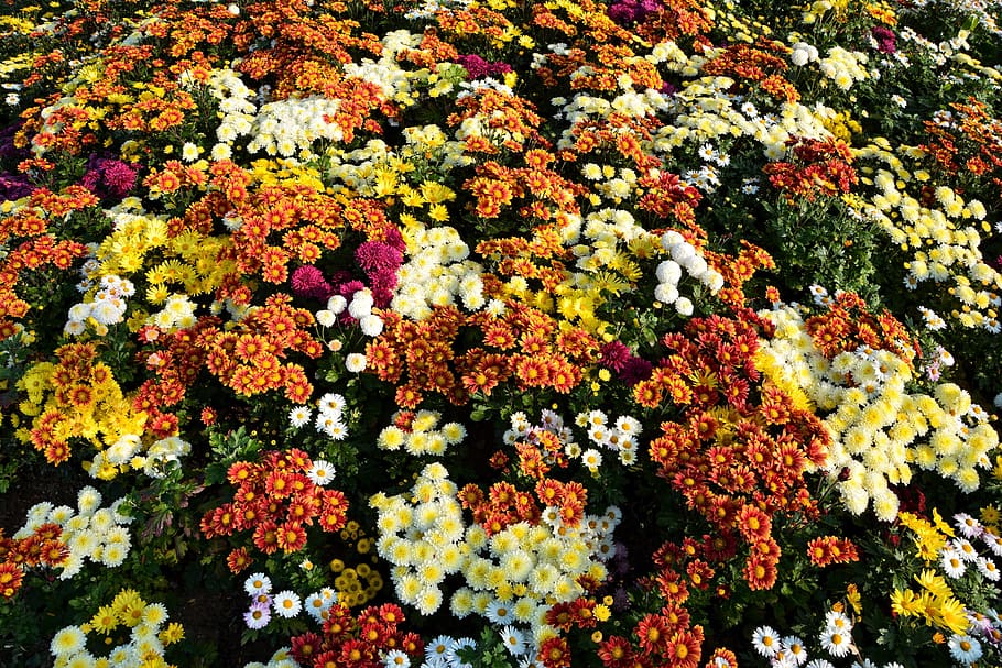Flor, chichewa en vivo, colores vivos, flores, plantas, macro, flores de otoño, naturaleza, imagen de la flor, fondo