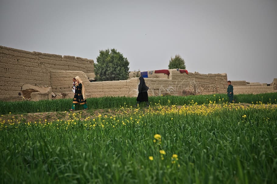 afghanistan, farm, woman, village, nature, farming, field, landscape, plant, land