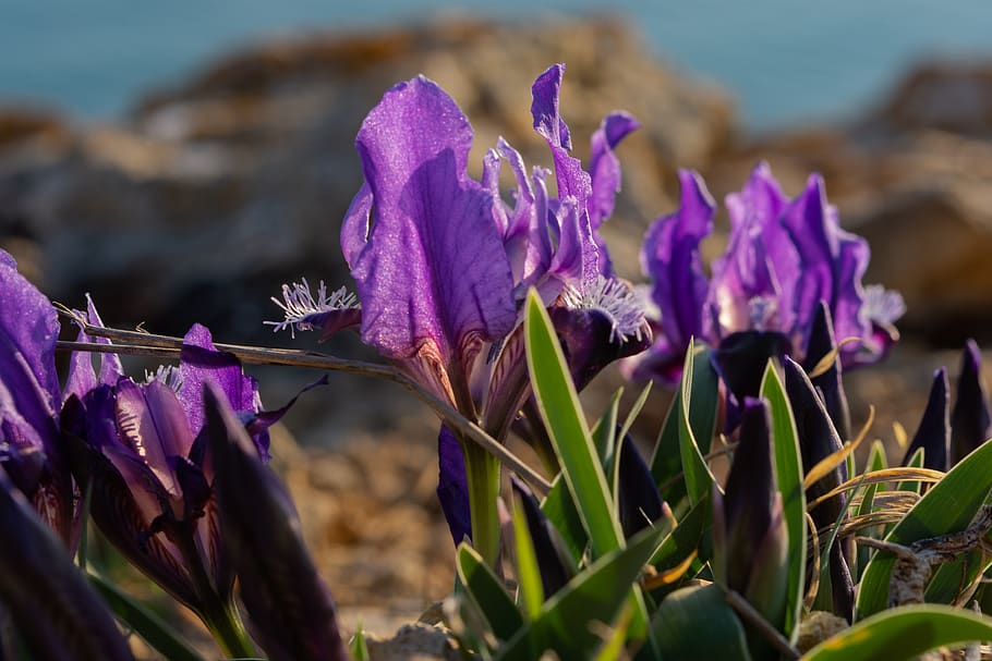 lirios, flores de color lila, flores de primavera, flores silvestres,  prado, púrpura, fondo de flores, prado con flores, iris silvestres, Flor |  Pxfuel