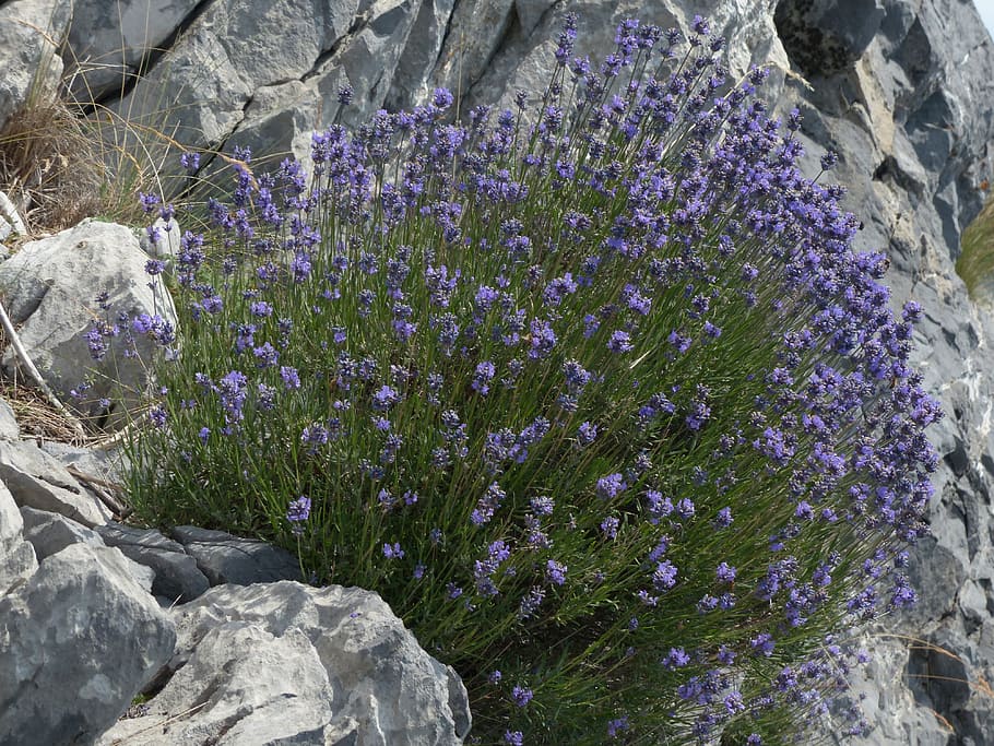 lavender, bunga, bunga-bunga, ungu, tanaman liar, bunga liar, bunga lavender, lavender sejati, daun lavender sempit, perbungaan