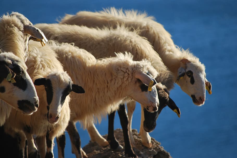 sheep, crete, greece, herd, animal, group of animals, animal themes, mammal, domestic animals, livestock