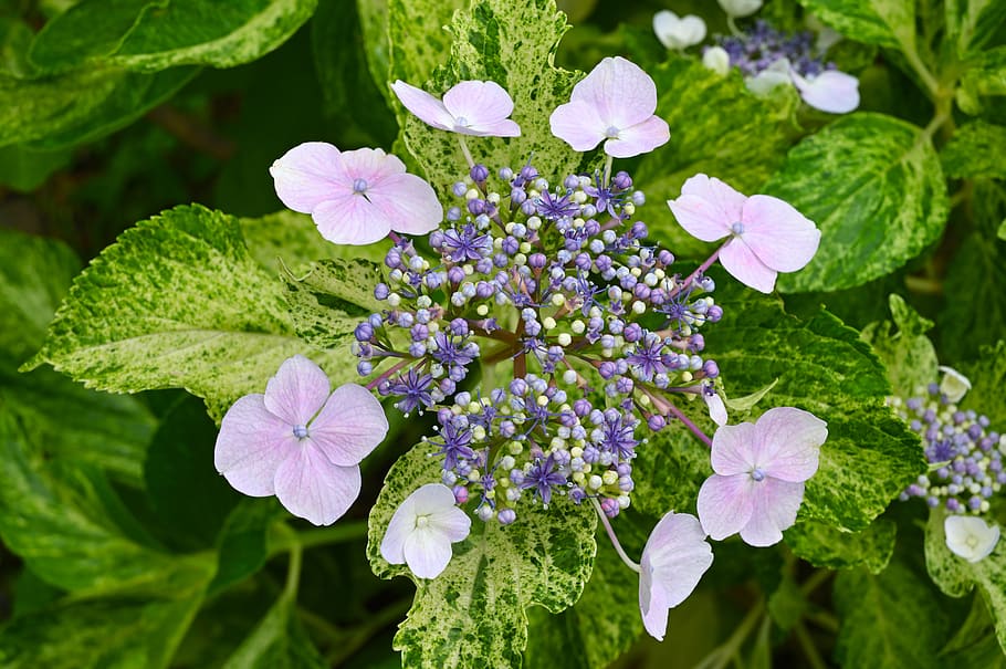 hortensia, púrpura, verde, estación lluviosa, planta, reloj, planta  floreciendo, flor, vulnerabilidad, belleza en la naturaleza | Pxfuel