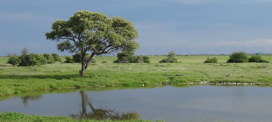 Namibia, Etosha, abrevadero, lago, paisaje, verde, naturaleza, árbol solitario, reflexión, hierba