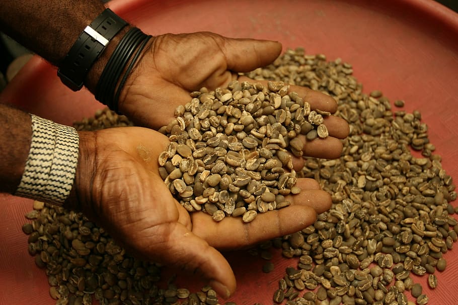 coffee beans, raw, brown, agriculture, farmer, merchant, caffeine, café, drink, fresh