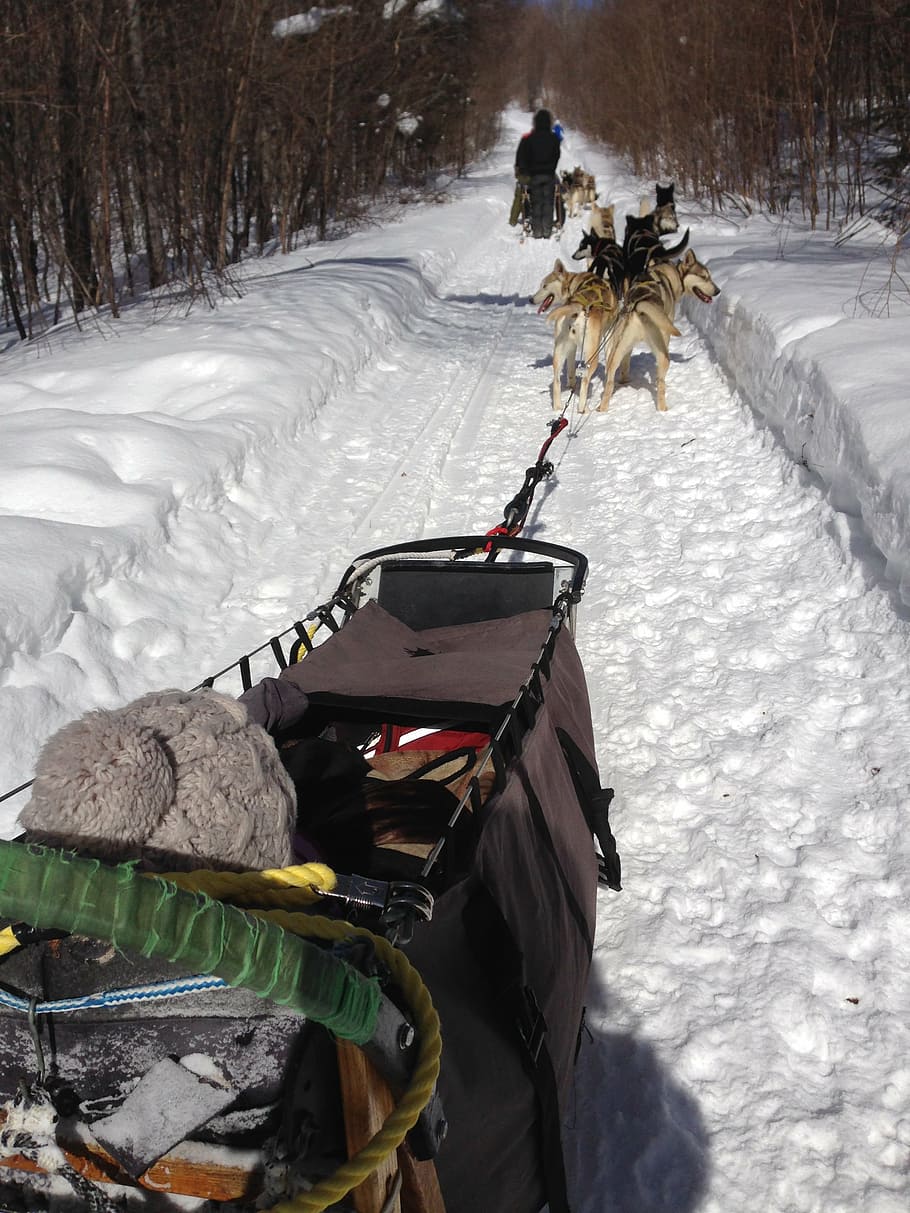 sledding, husky, sled, snow, alaskan, winter, cold temperature, transportation, real people, nature