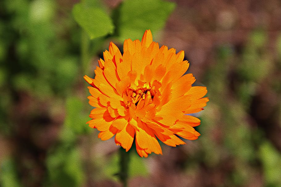 marigold, plant, nature, calendula, blossom, bloom, close up, orange, gardening, medicinal plant