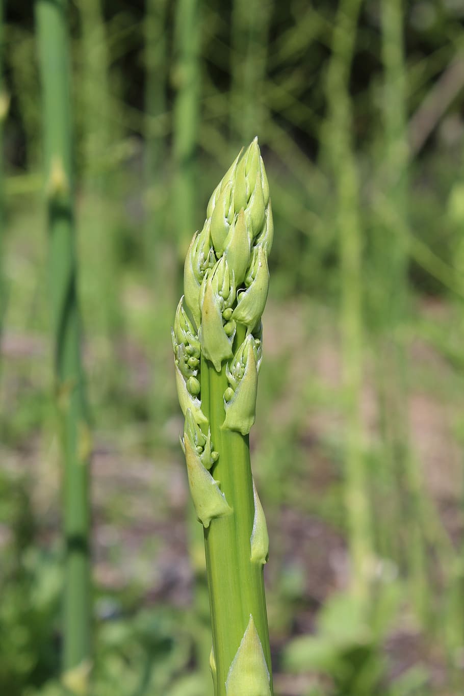 asparagus, aspargeshoved, Asparagus, aspargeshoved, green asparagus, green color, growth, vegetable, day, agriculture, plant