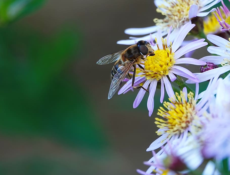 Flying flowers. Жук жужжалка. Пчела. Маленькая пчела. Пчела сидит.