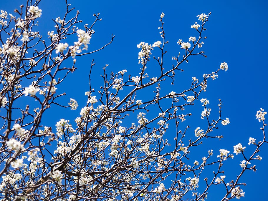 cherry, blossoms, tree, plants, nature, flowers, branch, blue, sky, low angle view