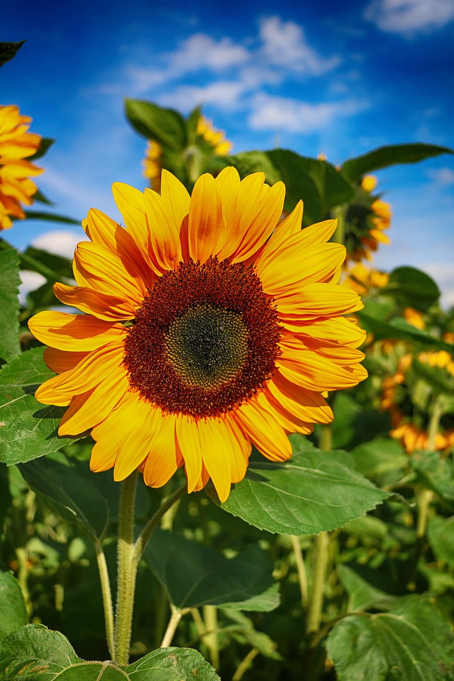 closeup, sunflower, sun flower, flower, blossom, bloom, summer, field, yellow, plant