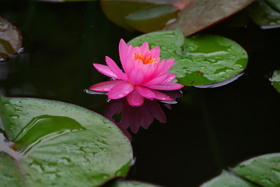 pink, bunga lotus, kolam, bunga, daun, alam, tanaman, lili air, tanaman air, bunga teratai