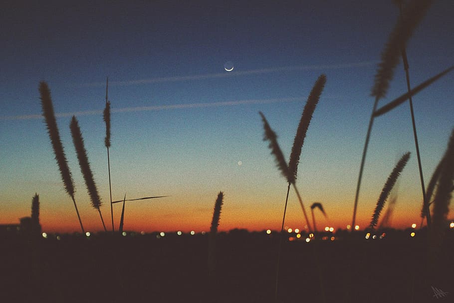 silhouette photo, cat tail, silhouette, plant, night, time, sunset, dusk, moon, sky