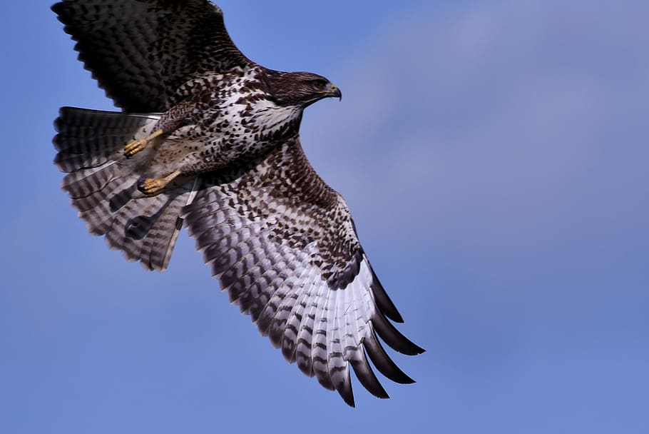 common buzzard, bird of prey, wing, flying, flight, plumage, hunter, heaven, animal themes, bird