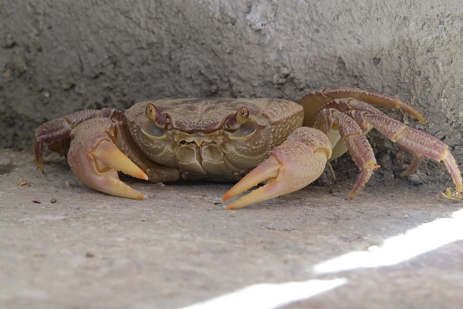 crab, crustacean, concealed, animal themes, animal, animal wildlife, one animal, animals in the wild, reptile, close-up