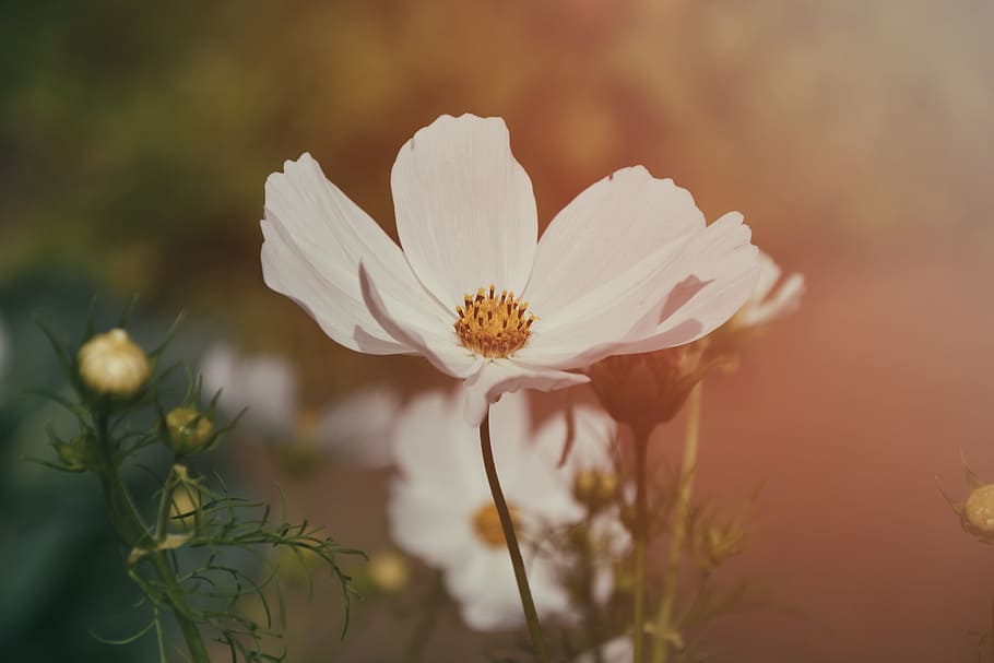 selective, focus photography, white, cosmos flower, wallpaper, background, vintage camera, white flower, garden, summer