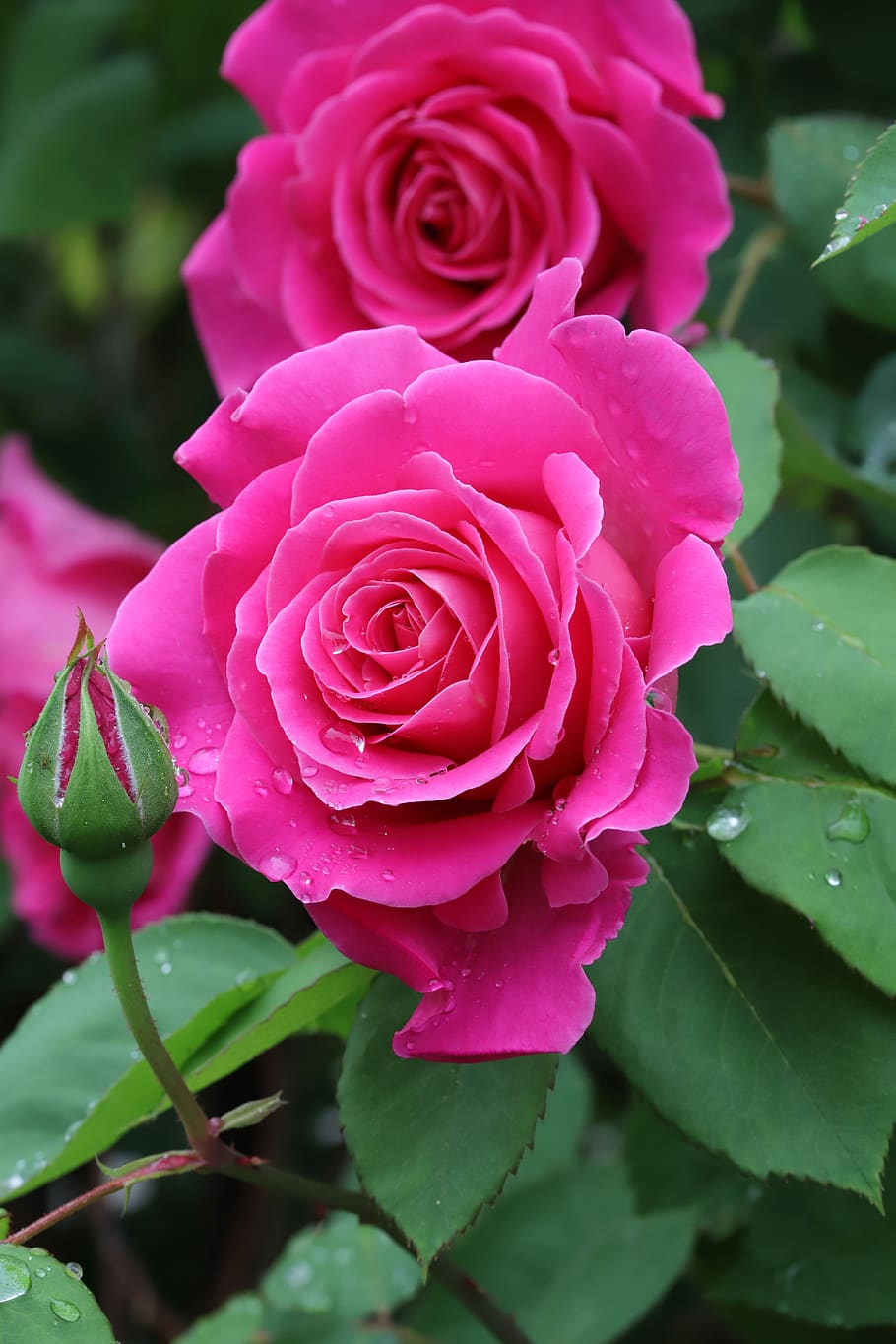 natural beauty of roses