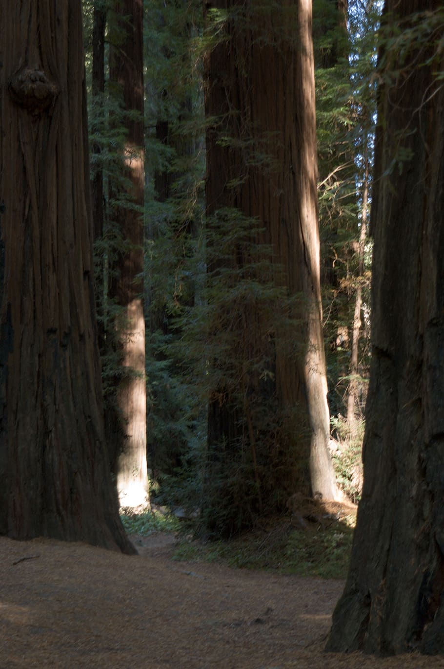 california, redwood raksasa, pohon, hutan, batang, tanah, batang pohon, menanam, bagasi, daerah berhutan