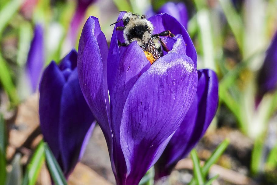 Bumble Bee, Ungu, Crocus, Blossom, bunga, alam, musim semi, taman, tanaman, flora