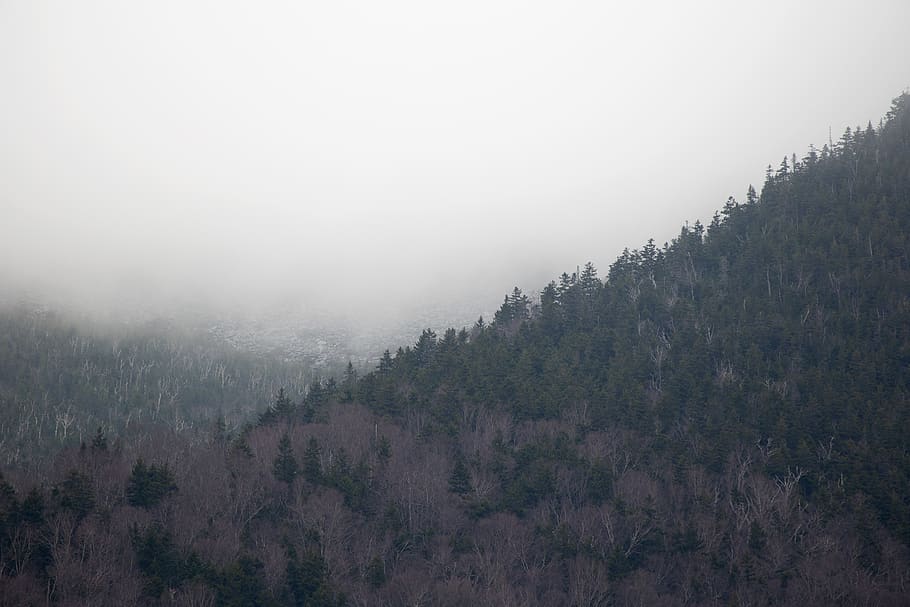 fog, mountain, trees, climate, weather, nature, outdoors, forest, mist, landscape