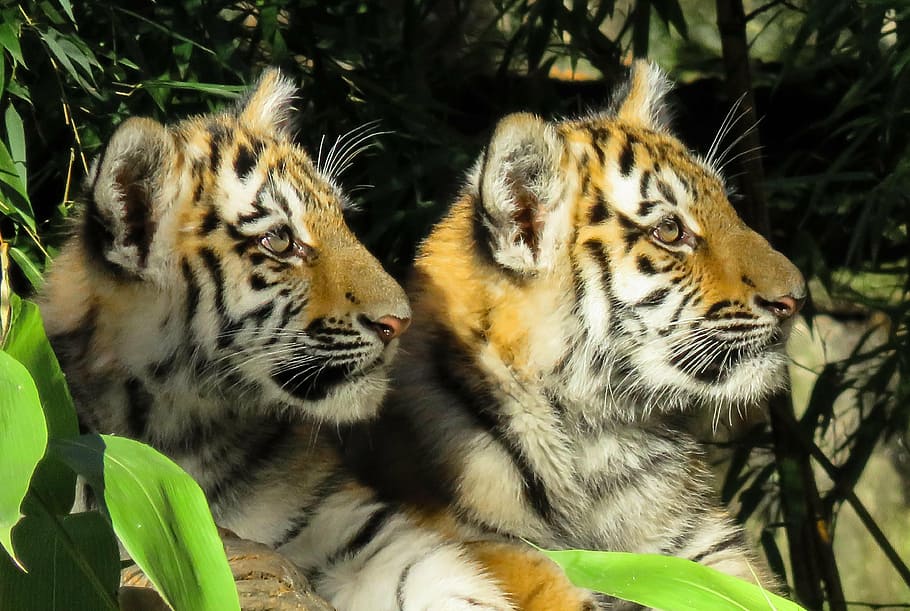 fotografía de vida silvestre, dos, tigres, animal, tigre, tigre joven, gato, peligroso, cercano, lindo