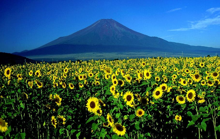 fotografia de paisagem campo de girassol, monte fuji, girassóis, paisagem, japão, montanha, campo, flores, florescendo, agricultura