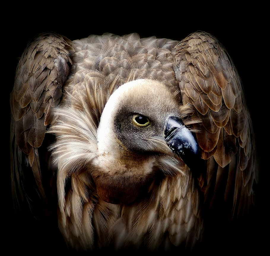 closeup, brown, Vulture, bird, feathers, terrifying, beak, bird of prey, one animal, animal body part