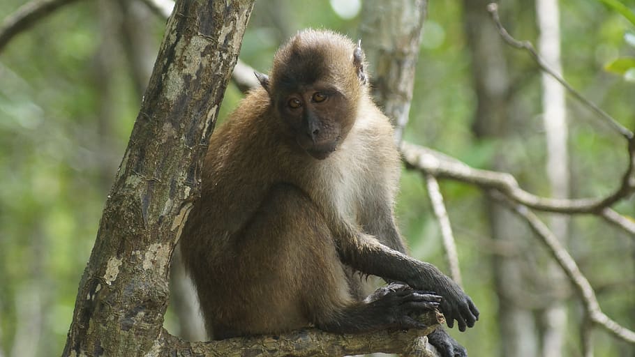 mangroves, thailand, phuket, monkey, swamp, nature, baby monkey, animal wildlife, animal themes, animals in the wild