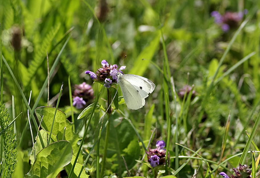 butterfly, bielinek, white, meadow, pieris brassicae, insect, the cultivation of, pest, nature, plant