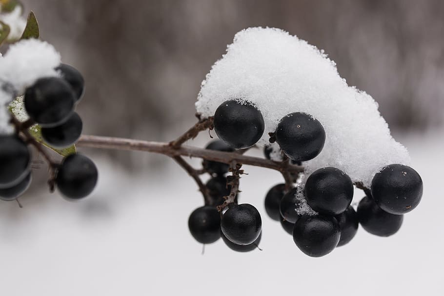 new zealand, snow, white, black, berries, transition, autumn, winter, cold, frozen