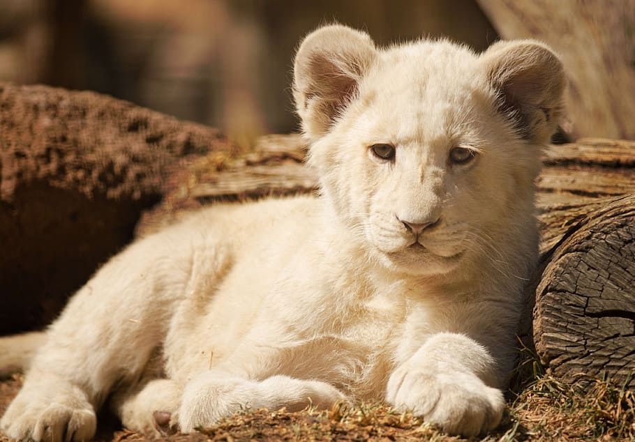 white, tiger, brown, wood, daytime, cub, lion, sulk, cute, wild animal