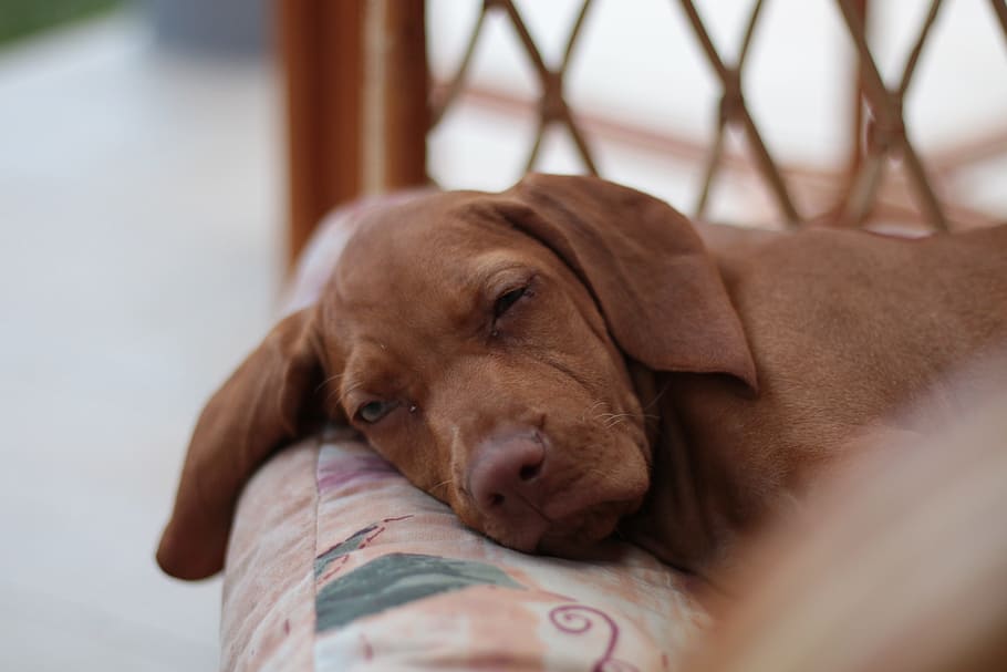 犬, 睡眠, レクリエーション, 肘掛け椅子, 庭, ハンガリーのヴィジュラ, 壁, 子犬, ひよこ, 息抜き