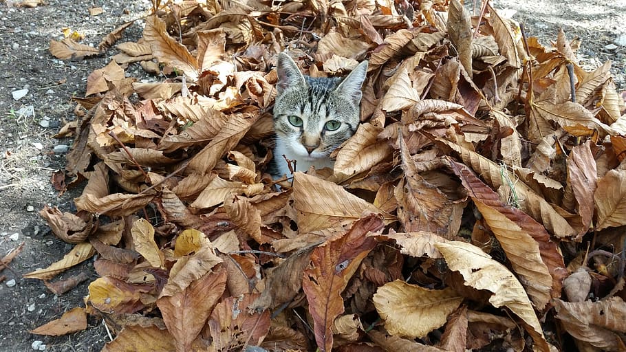 고양이, 숨어, 잎 쓰레기, 바닥, 낮, 잎, 마른 잎, 가을, 감기, 식물 부분